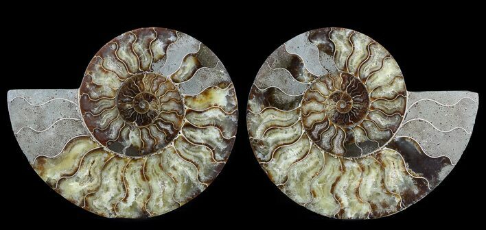 Large, Polished Ammonite Pair - Agatized #56159